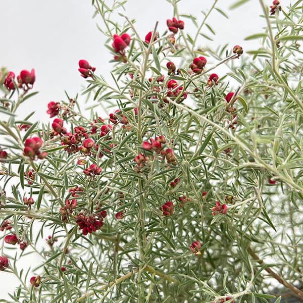 グレビレア：ラベンダー グレビレア 4号ポット