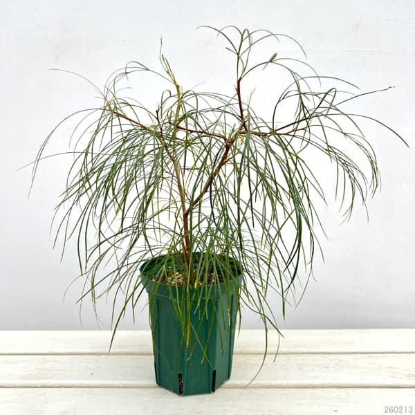 グレビレア：エレガンス5号鉢植え