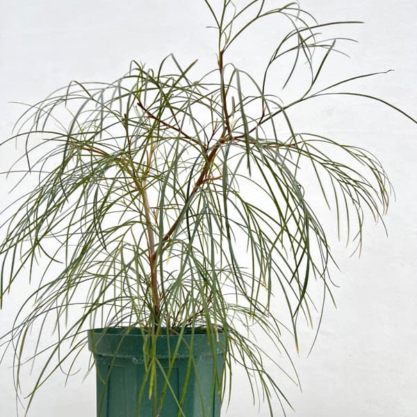 グレビレア：エレガンス5号鉢植え