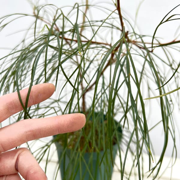 グレビレア：エレガンス5号鉢植え