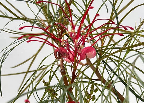 グレビレア:エレガンス5号鉢植え
