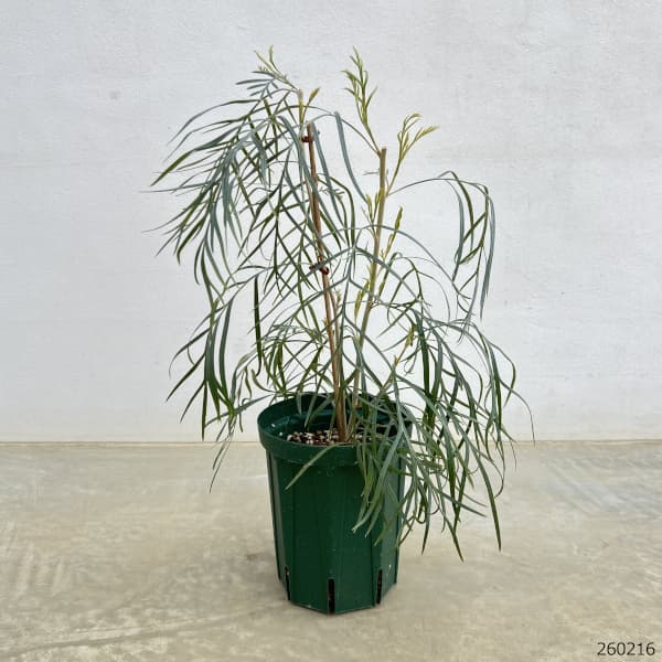 グレビレア：ピンクサプライズ5号鉢植え