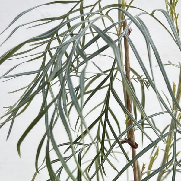 グレビレア：ピンクサプライズ5号鉢植え