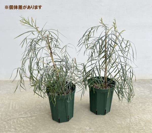 グレビレア：ピンクサプライズ5号鉢植え