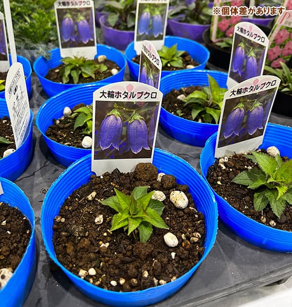 [26年5月中下旬予約]カンパニュラ（ホタルブクロ）：大輪ホタルブクロ3.5号ポット