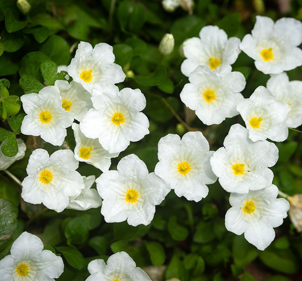 [26年4月下旬予約]銀杯草（ギンパイソウ・ニーレンベルギア）3.5号ポット