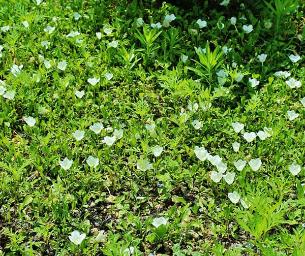 [26年4月下旬予約]銀杯草（ギンパイソウ・ニーレンベルギア）3.5号ポット