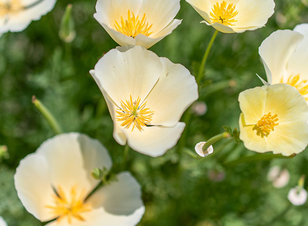 エスコルチア：大輪ホワイト3.5号ポット