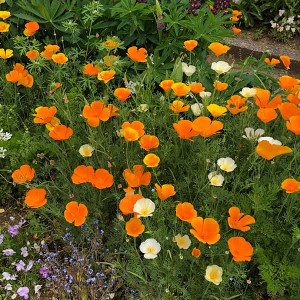 エスコルチア：大輪オレンジ3.5号ポット