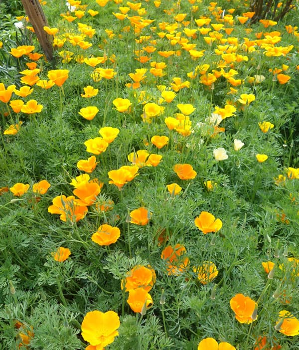 エスコルチア：大輪オレンジ3.5号ポット