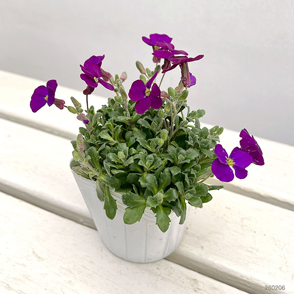 オーブリエチア：パープル3-3.5号ポット