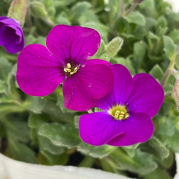 オーブリエチア：パープル3-3.5号ポット