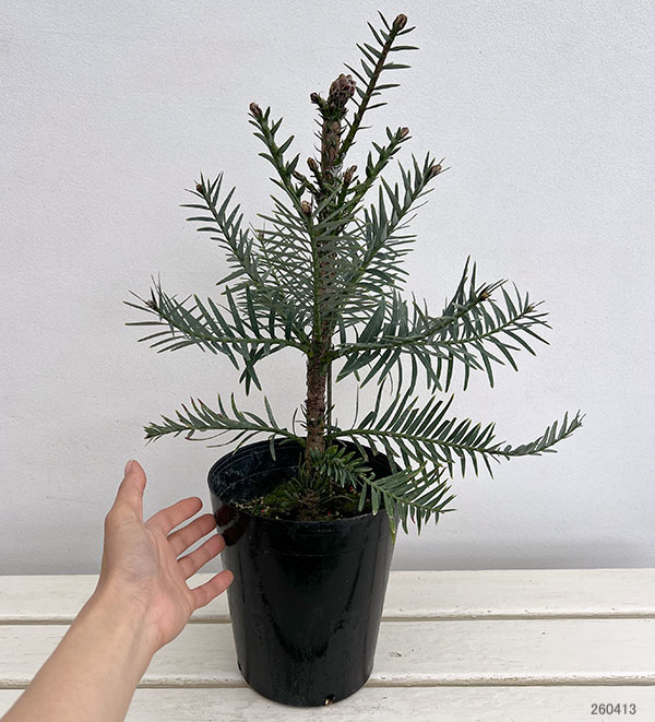 ウォレマイ・パイン（ジュラシックツリー） 6号鉢植え