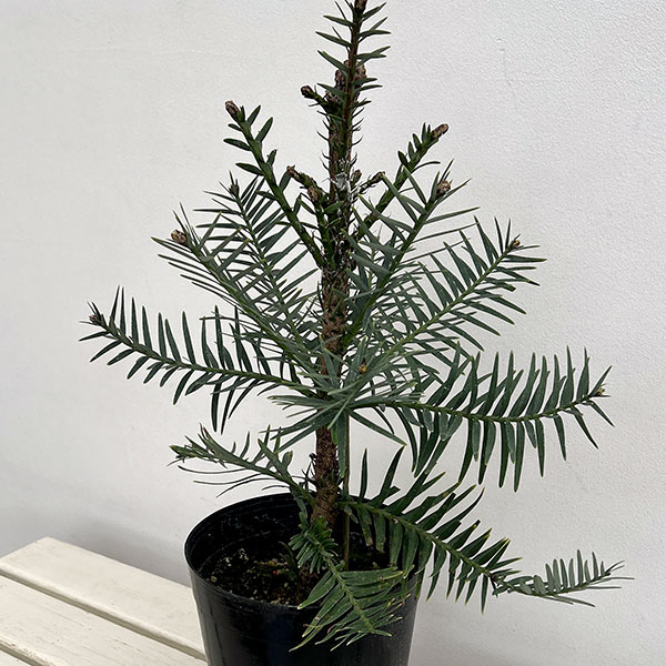 ウォレマイ・パイン（ジュラシックツリー） 6号鉢植え