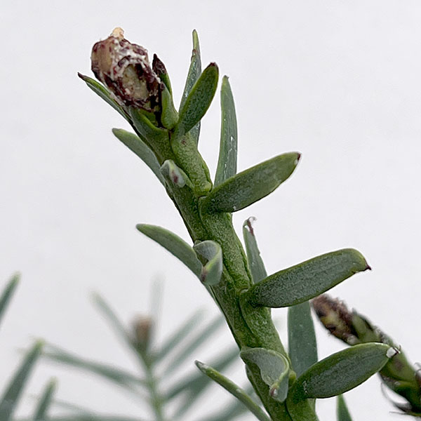 ウォレマイ・パイン（ジュラシックツリー） 6号鉢植え