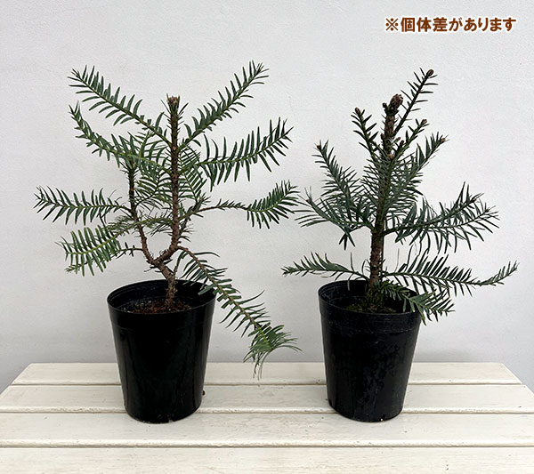 ウォレマイ・パイン（ジュラシックツリー） 6号鉢植え