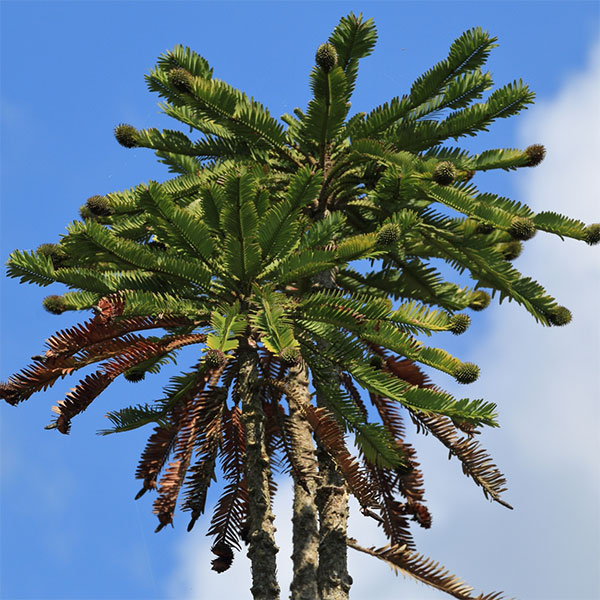 ウォレマイ・パイン（ジュラシックツリー） 6号鉢植え