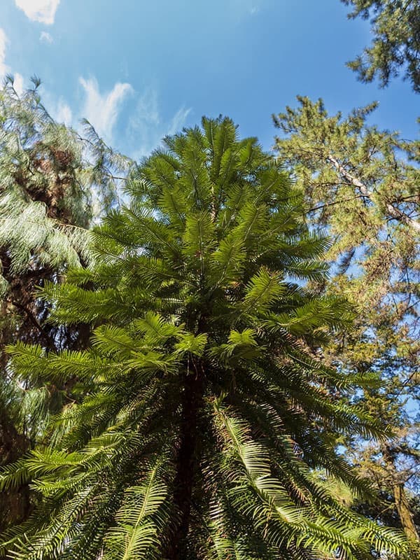 ウォレマイ・パイン（ジュラシックツリー） 6号鉢植え