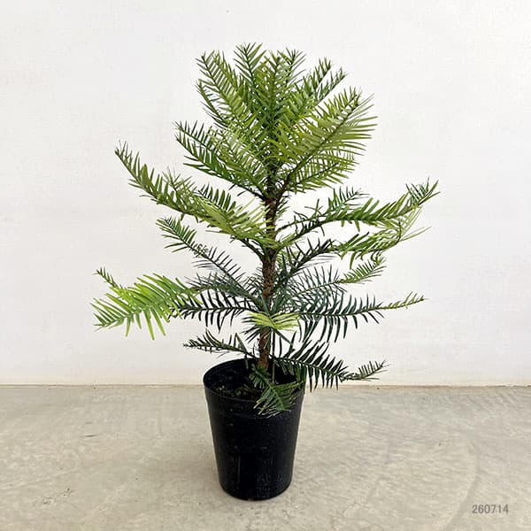 Wollemia nobilis ウォレマイパイン(ジュラシックツリー)H400 園芸ネット本店｜ウォレマイ・パイン（ジュラシックツリー） 6号鉢植え