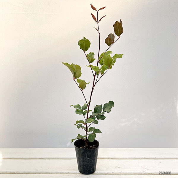 イナゴマメ（セラトニア・シリクア）2.5号ポット