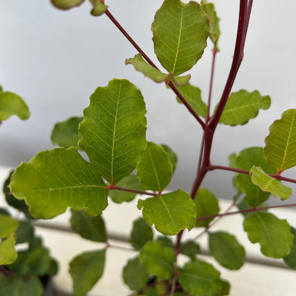 イナゴマメ（セラトニア・シリクア）2.5号ポット