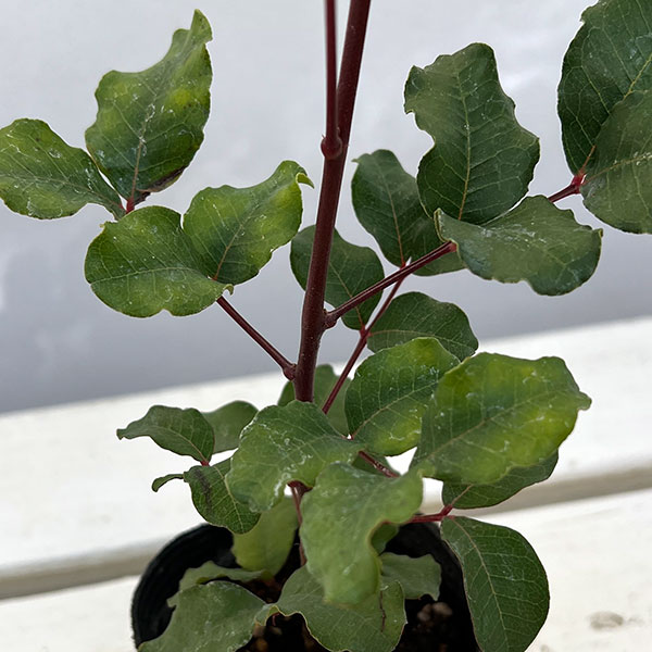 イナゴマメ（セラトニア・シリクア）2.5号ポット