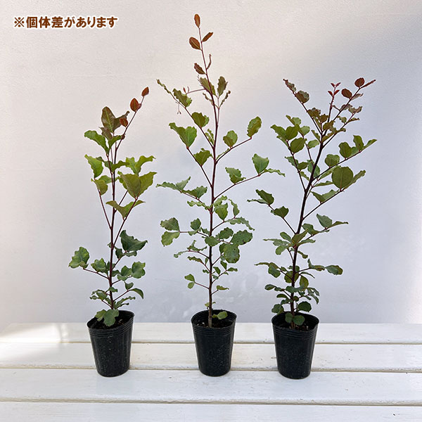 イナゴマメ（セラトニア・シリクア）2.5号ポット