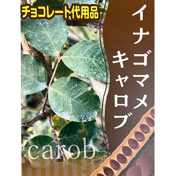 イナゴマメ（セラトニア・シリクア）2.5号ポット