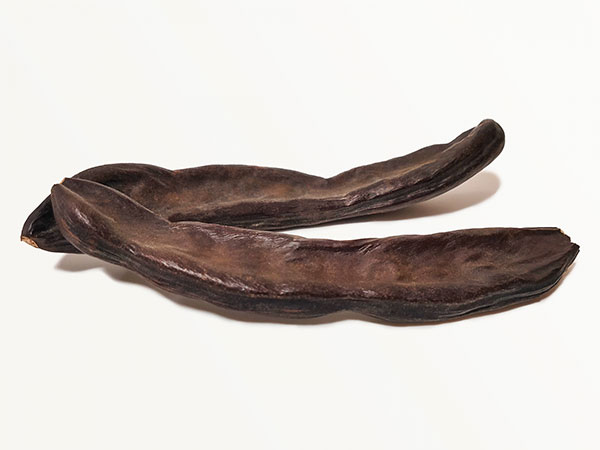 イナゴマメ（セラトニア・シリクア）2.5号ポット