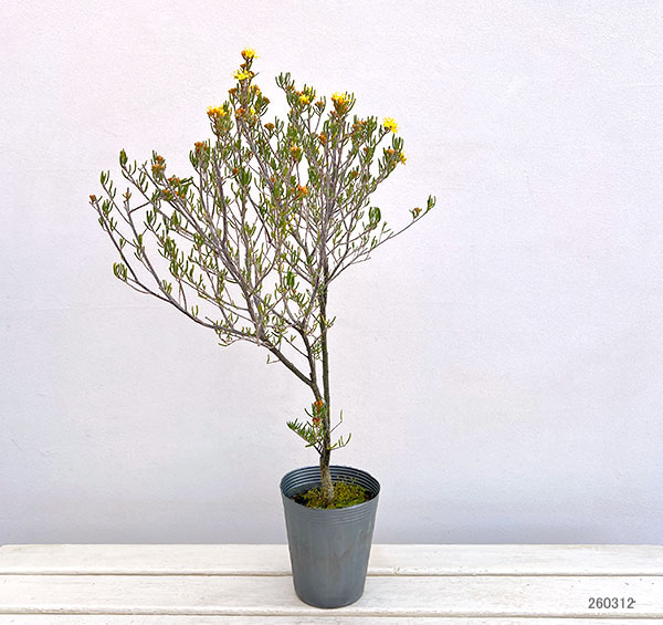 フェバリウム：ゴールデングロー4号ポット