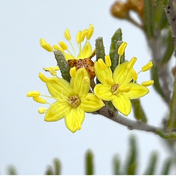 フェバリウム：ゴールデングロー4号ポット