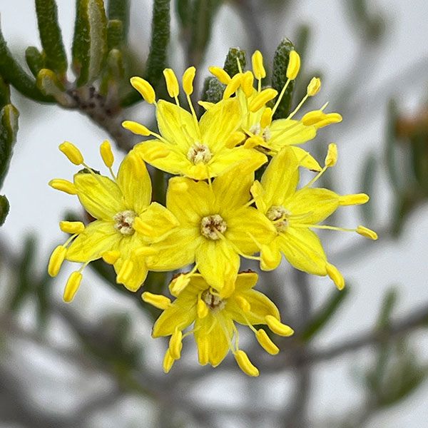 フェバリウム：ゴールデングロー4号ポット