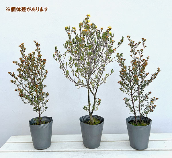 フェバリウム：ゴールデングロー4号ポット