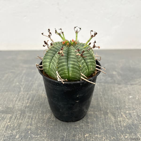 ユーフォルビア：バリダ　3号鉢植え