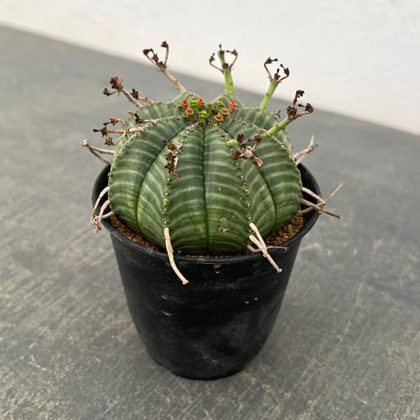 ユーフォルビア：バリダ　3号鉢植え