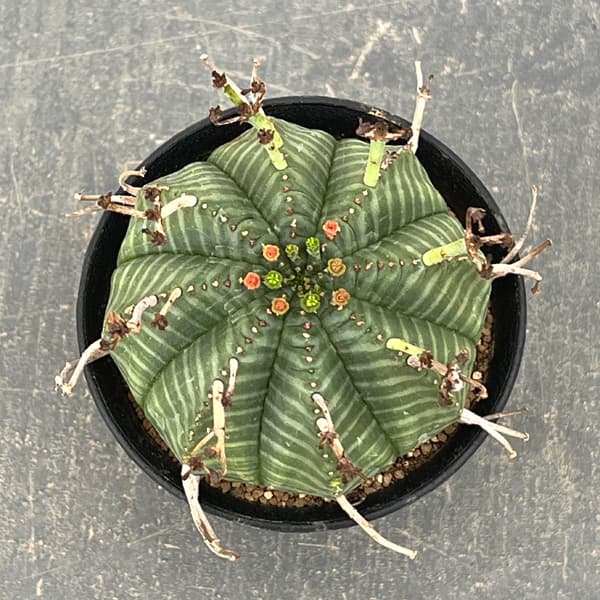 ユーフォルビア：バリダ　3号鉢植え