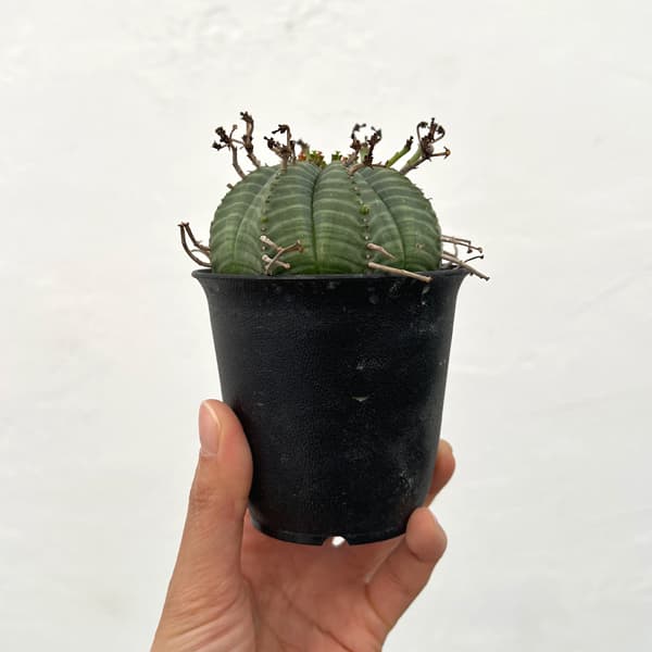 ユーフォルビア：バリダ　3号鉢植え