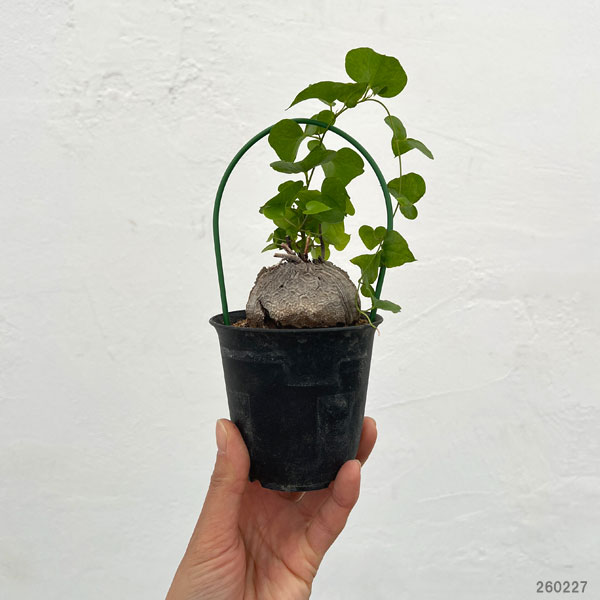 ディオスコレア：エレファンティペス（亀甲竜）3号鉢植え