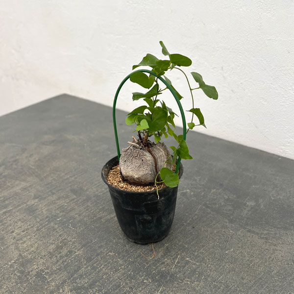 ディオスコレア：エレファンティペス（亀甲竜）3号鉢植え