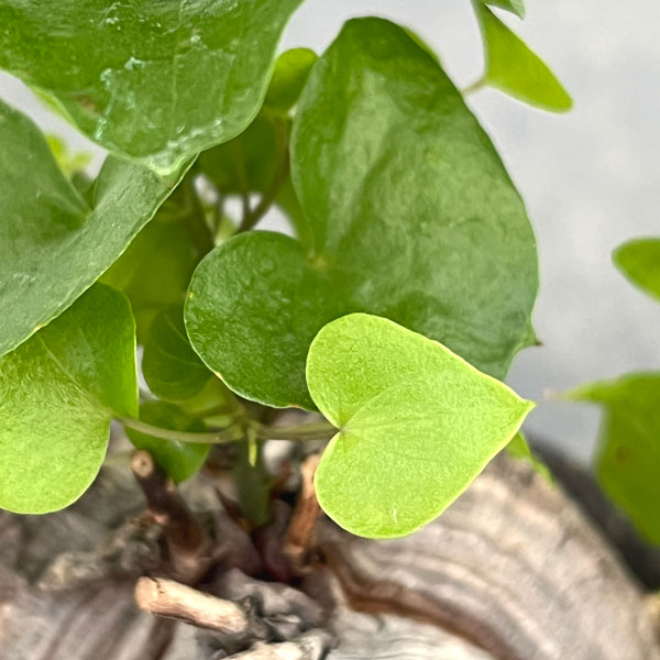 ディオスコレア：エレファンティペス（亀甲竜）3号鉢植え