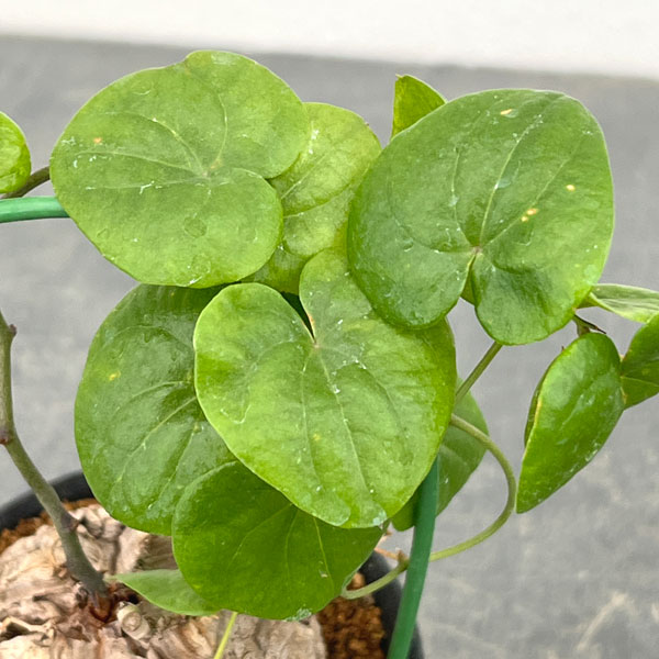 ディオスコレア：エレファンティペス（亀甲竜）3号鉢植え