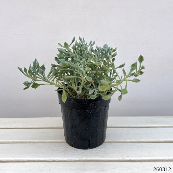 セネシオ:マサイの矢尻(まさいのやじり)6号鉢植え