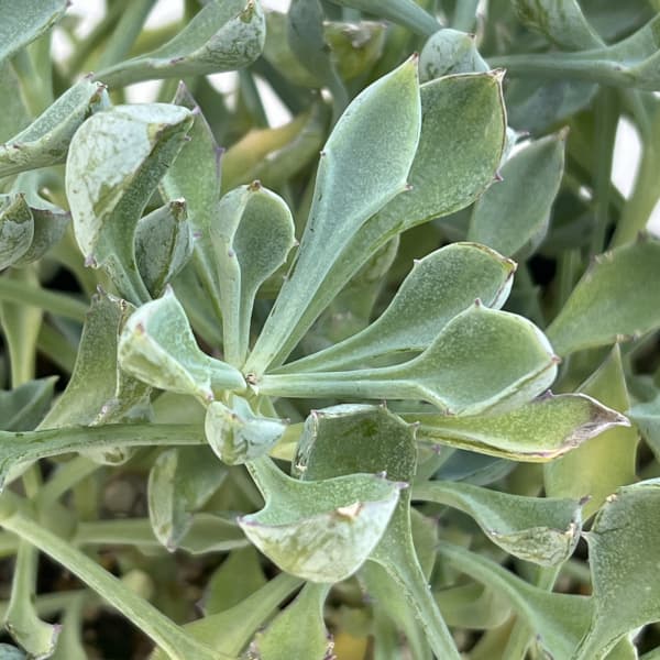 セネシオ:マサイの矢尻(まさいのやじり)6号鉢植え