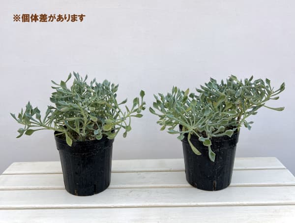 セネシオ:マサイの矢尻(まさいのやじり)6号鉢植え