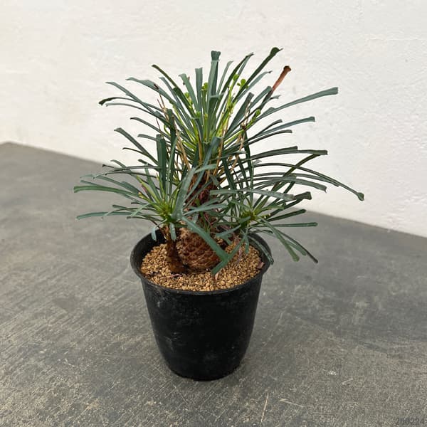 ユーフォルビア：ムルチフォリア　3号鉢植え