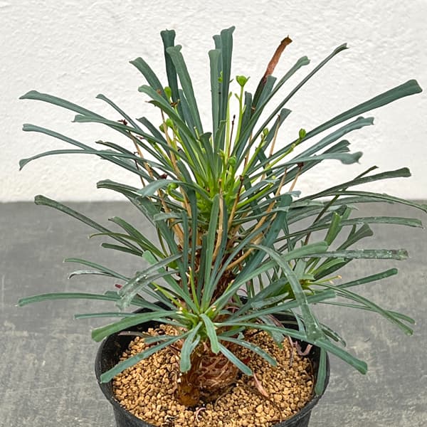 ユーフォルビア：ムルチフォリア　3号鉢植え