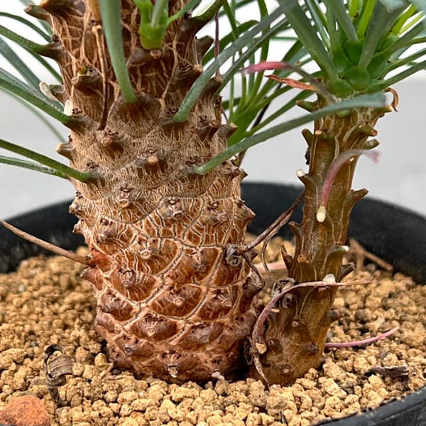 ユーフォルビア：ムルチフォリア　3号鉢植え