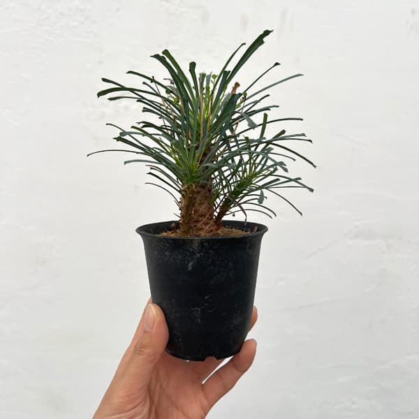 ユーフォルビア：ムルチフォリア　3号鉢植え