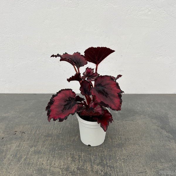 レックスベゴニア：ベネチアンレッド3号ポット