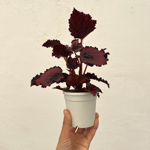 レックスベゴニア：ベネチアンレッド3号ポット